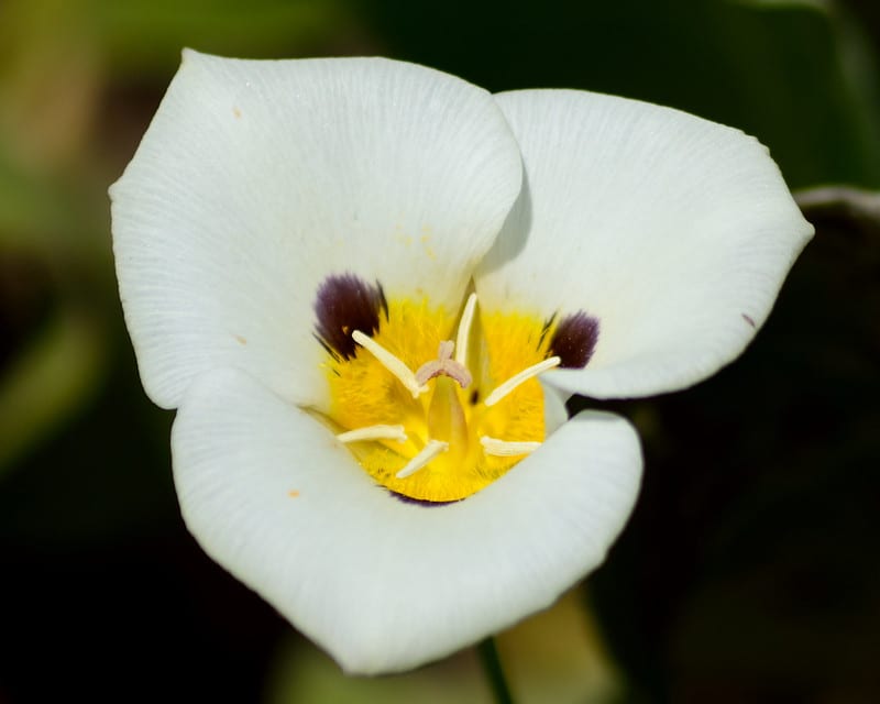 mariposa lily