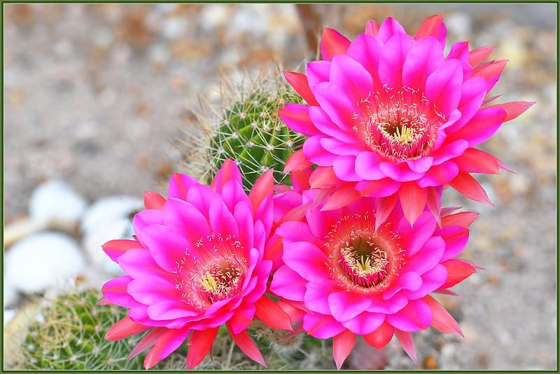 Summer Cactus Flowers