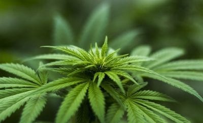Marijauana