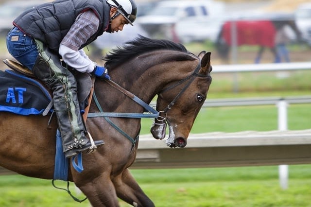 https://images.pexels.com/photos/53122/racehorse-horse-race-course-sport-53122.jpeg?dl&fit=crop&w=640&h=426