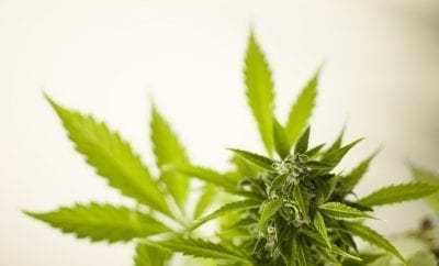 marijuana