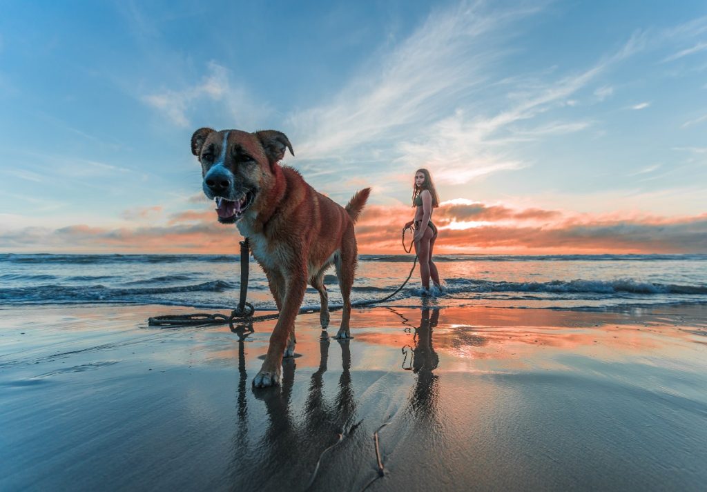 What You Need to Know about Traveling with Your Dog | SD Entertainer  Magazine