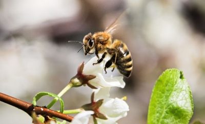 Actions To Take To Protect the Bee Population