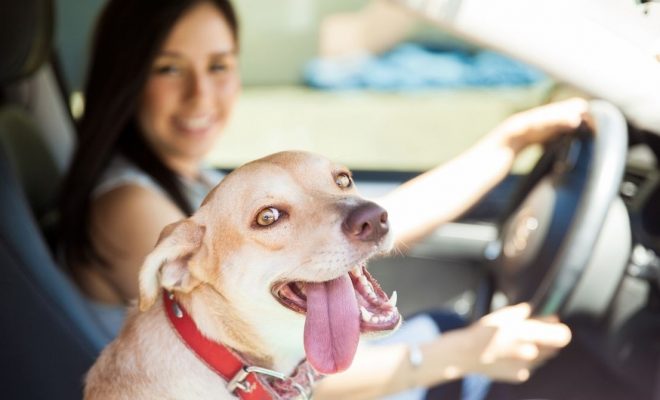 How To Make Car Rides With Your Dog Easier