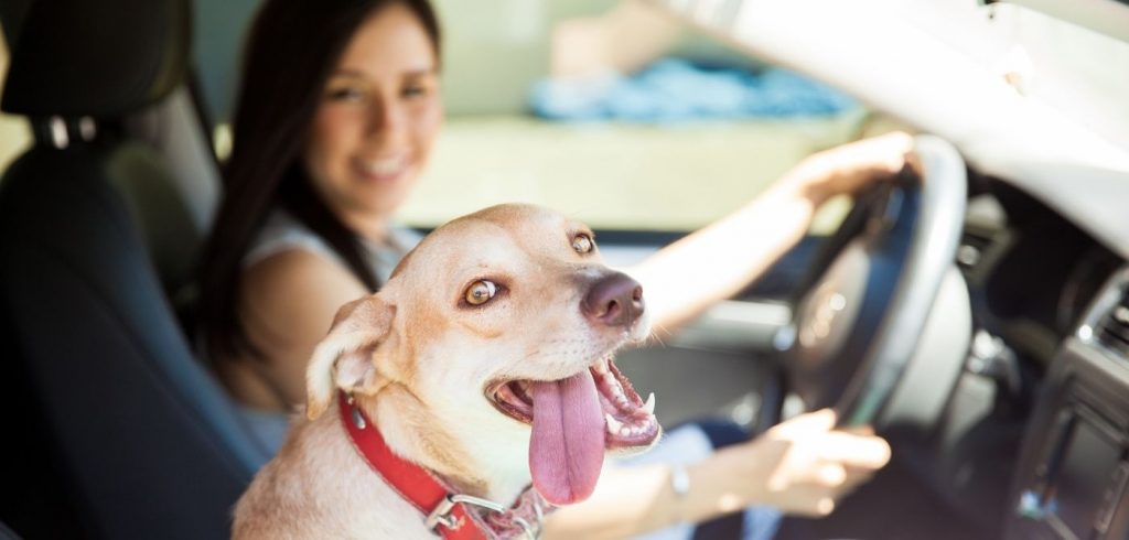 How To Make Car Rides With Your Dog Easier