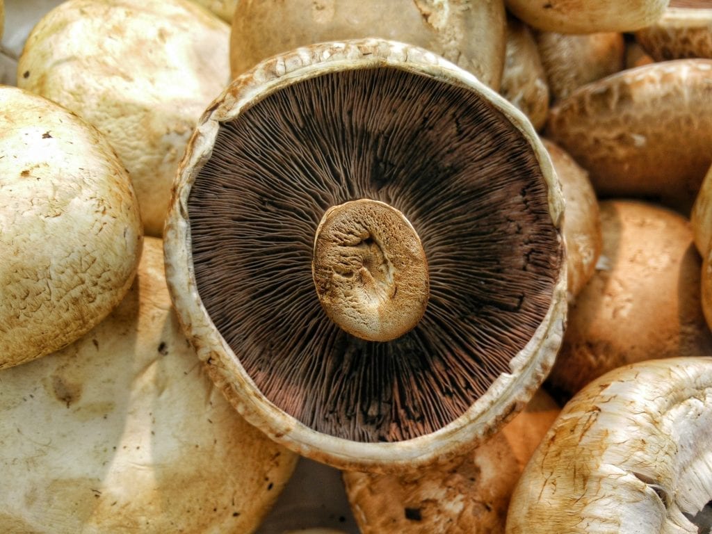 mushroom